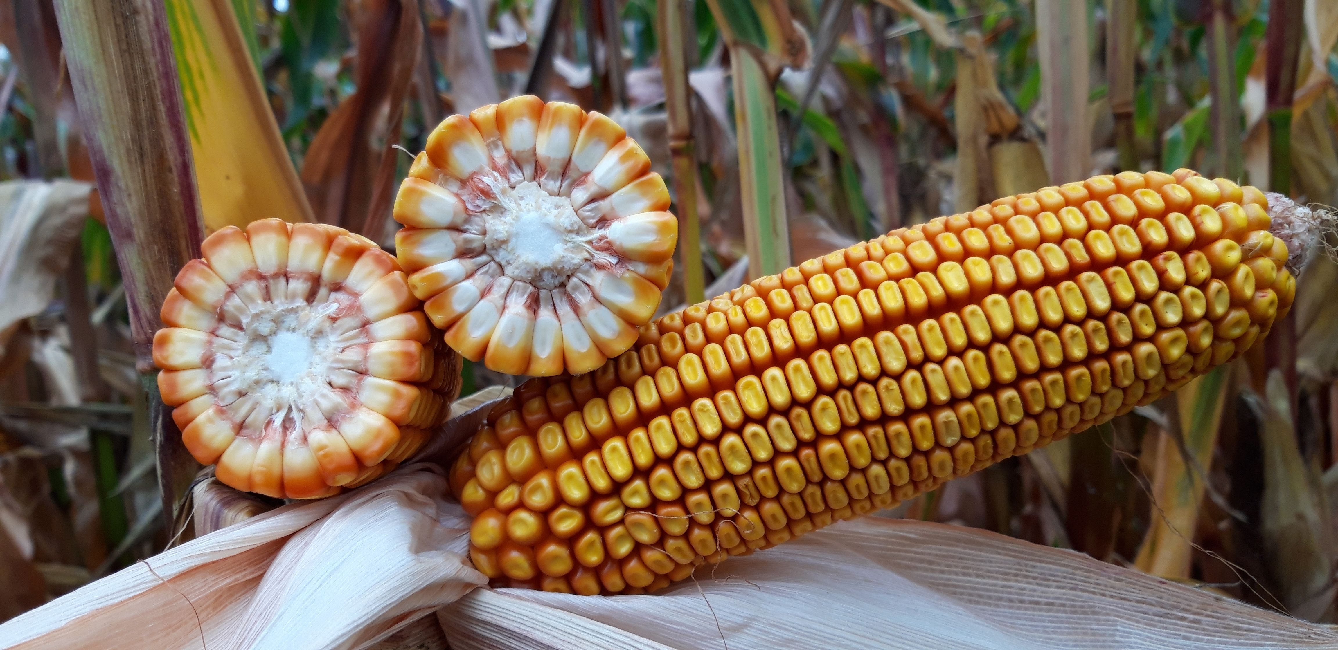 Milho interrompe quatro semanas de queda e volta a subir em Chicago