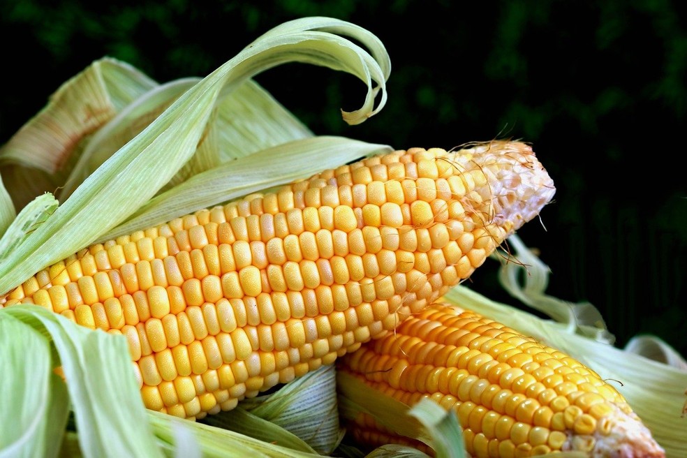 Milho-verde — Foto: Hartono Subagio/Pixabay