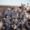Ritmo de negócios envolvendo algodão em pluma segue lento no mercado nacional - Wenderson Araujo/CNA
