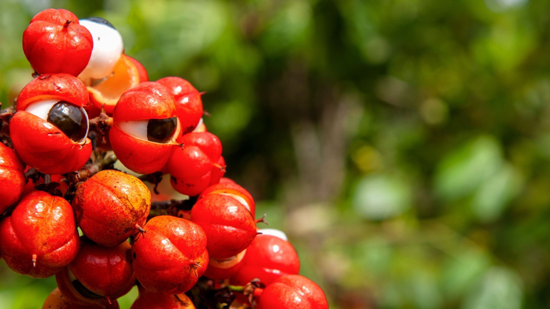 Pesquisa desenvolve método à base de açúcar para extrair cafeína da casca do guaraná