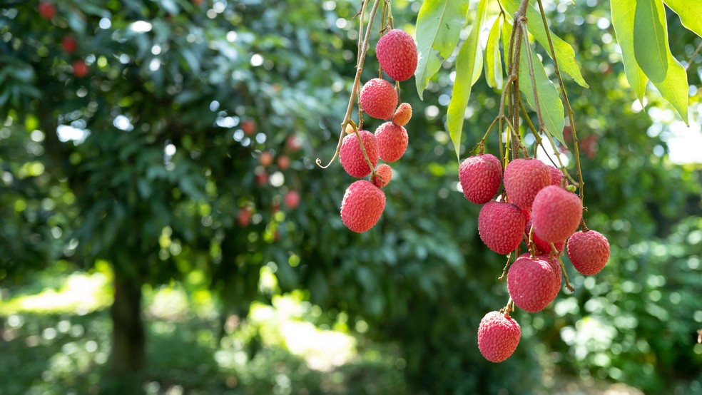 A colheita dos frutos pode ser realizada três anos após o plantio — Foto: Canva/Creative Commons