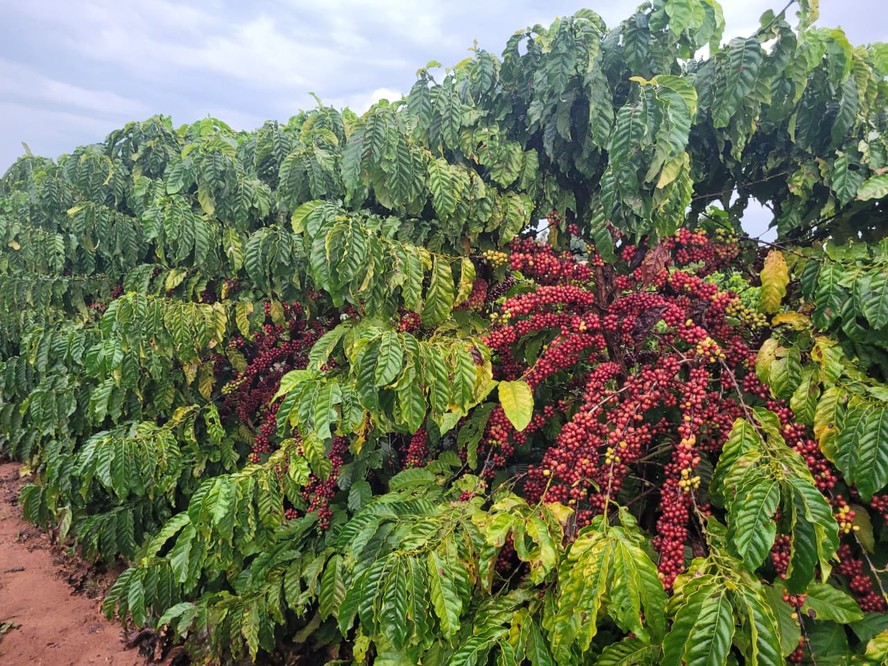 Cerca de  90% do café produzido no Brasil utiliza variedades desenvolvidas a partir do banco de germoplasma da Fazenda Santa Elisa