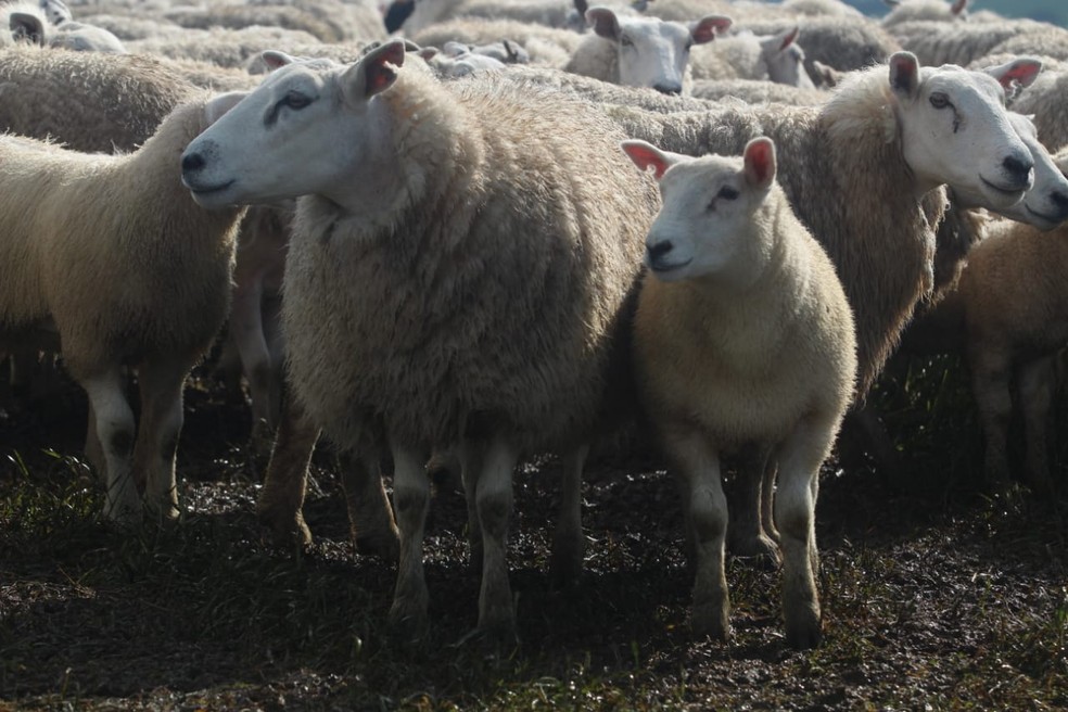 Na Cabanha Matarazzo, em Pedro Osório (RS), são criados cerca de 1 mil ovinos da raça Texel — Foto: Cabanha Matarazzo/Divulgação