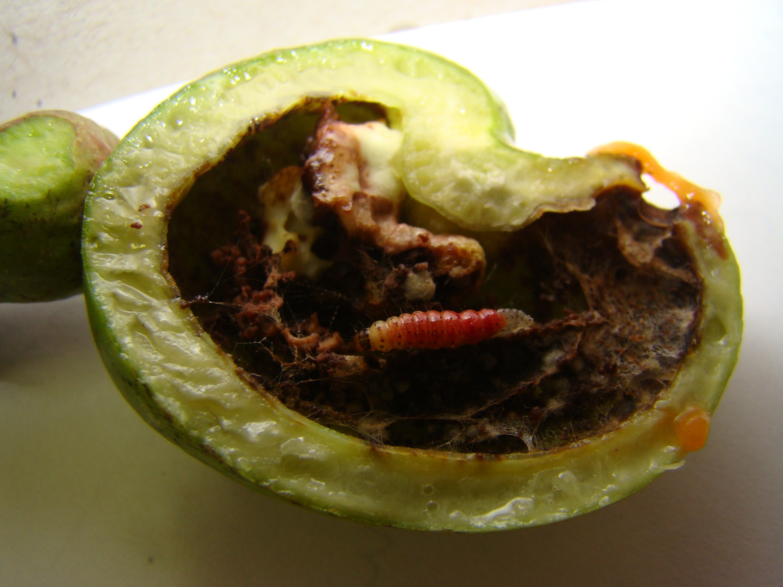 Embrapa lança aplicativo para identificar pragas no cajueiro