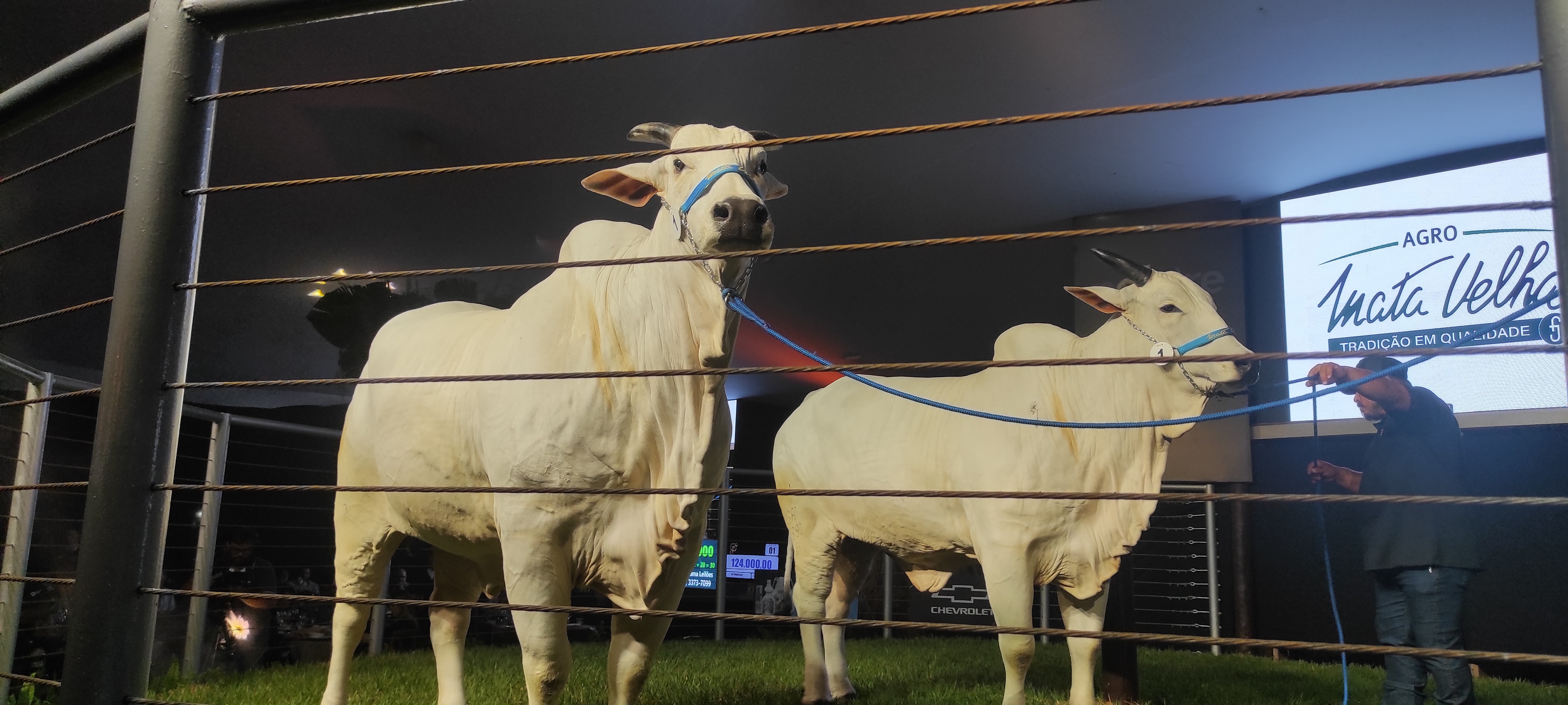 Vaca Donna alcança valorização de R$ 516 mil após leilão na ExpoZebu
