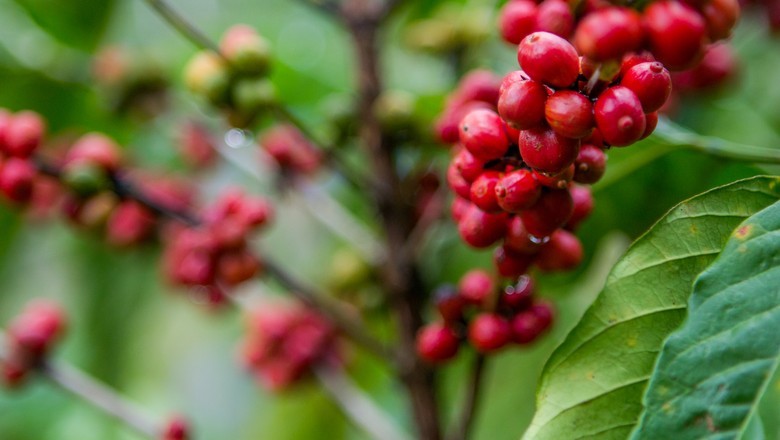 Café robusta sobe 2,71% na bolsa de Londres diante de clima incerto da Ásia