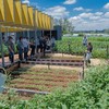 Expectativa é de produtividade de 100 sacas por hectare - Maria Emília Zampieri