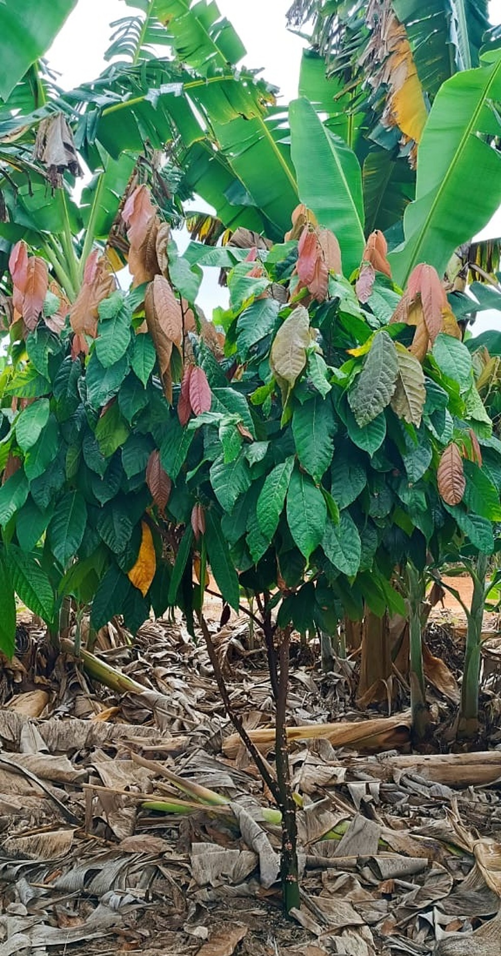 Cacau sob as bananeiras na Rimo, em Minas Gerais — Foto: Arquivo pessoal