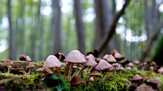 Cogumelos comestíveis, alucinógenos ou tóxicos: tem como diferenciar? 