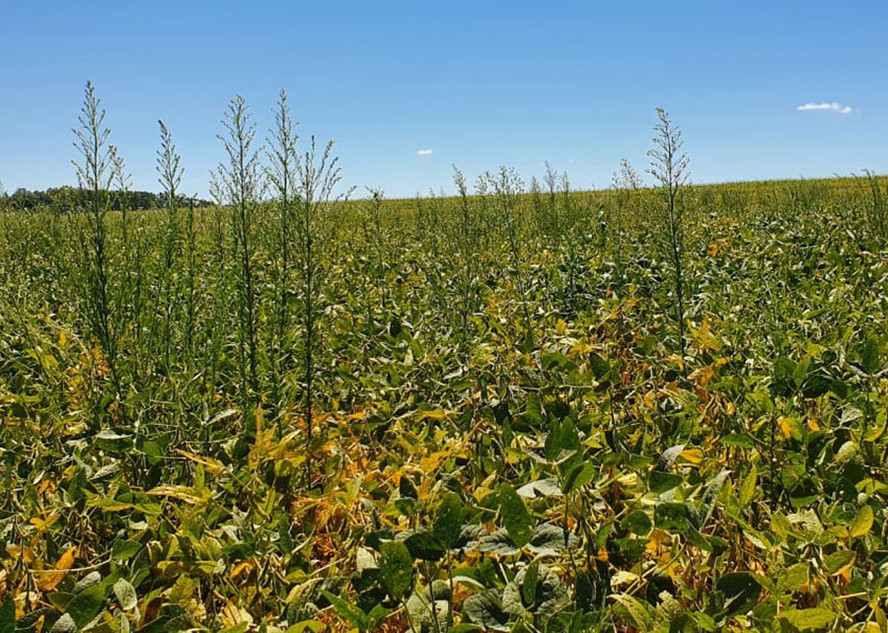 Perdas produtivas e o custo com aplicação de herbicidas já tiveram um impacto de R$ 9 bilhões, segundo a Embrapa