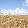 Condições de clima são favoráveis para as lavouras de trigo americanas - Carly Whitmore / USDA