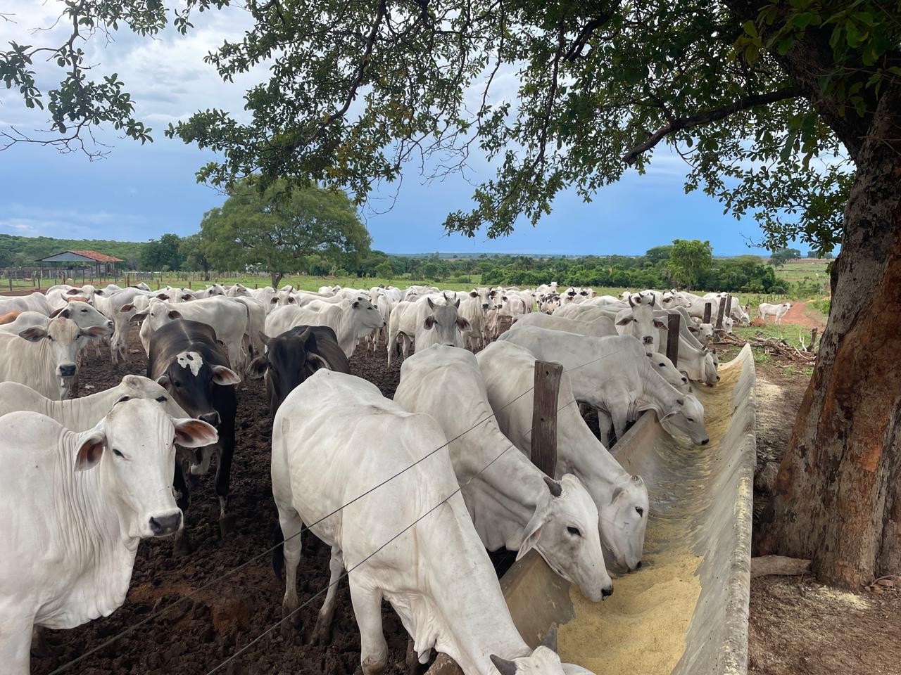 Alimentação estratégica se torna pilar da produtividade na pecuária brasileira em 2026