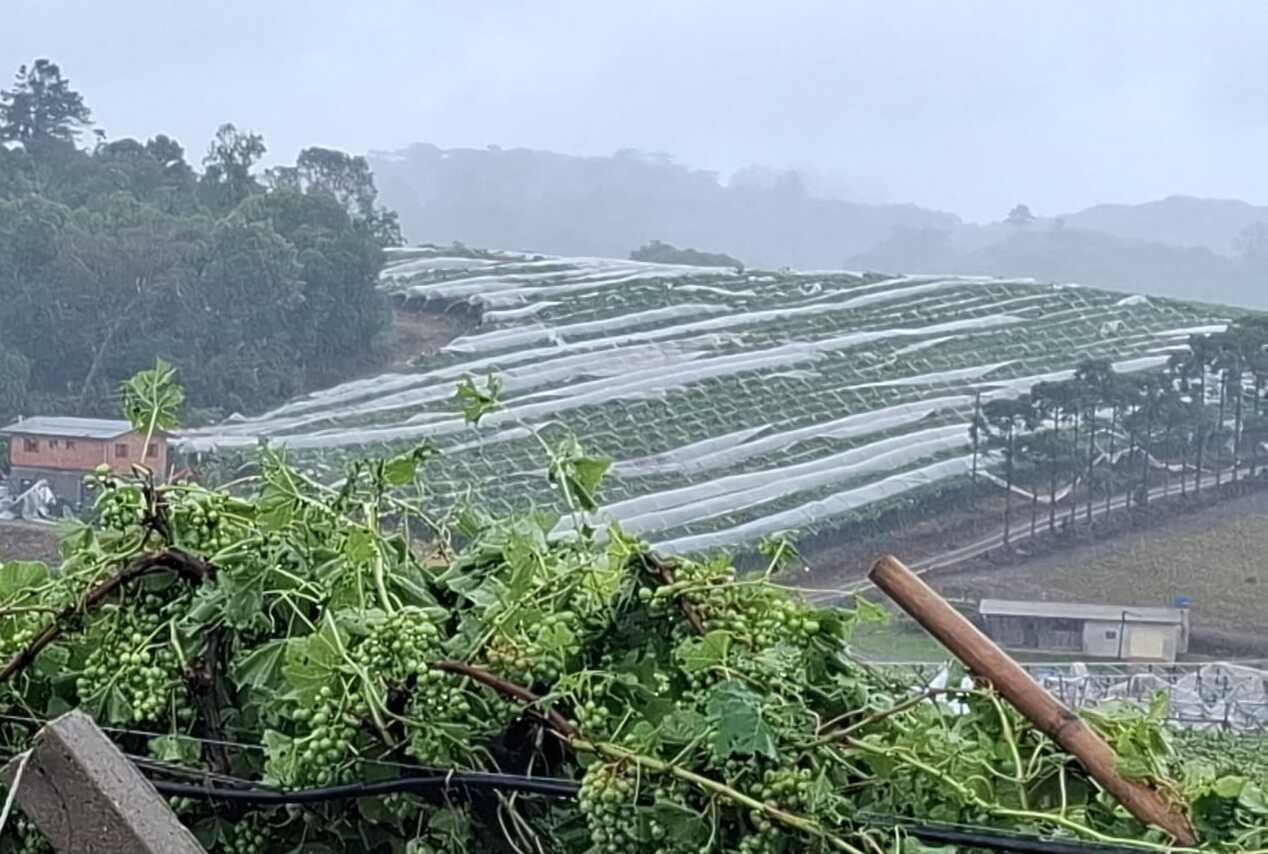 Ciclone extratropical destrói parreirais em cidade gaúcha às vésperas da colheita