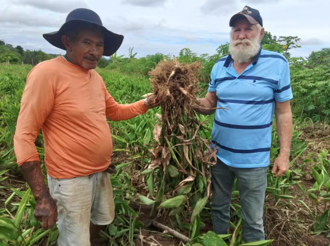 Nunca viu, comeu ou ouviu falar? Conheça vegetais subaproveitados como taioba, camu-camu e araruta