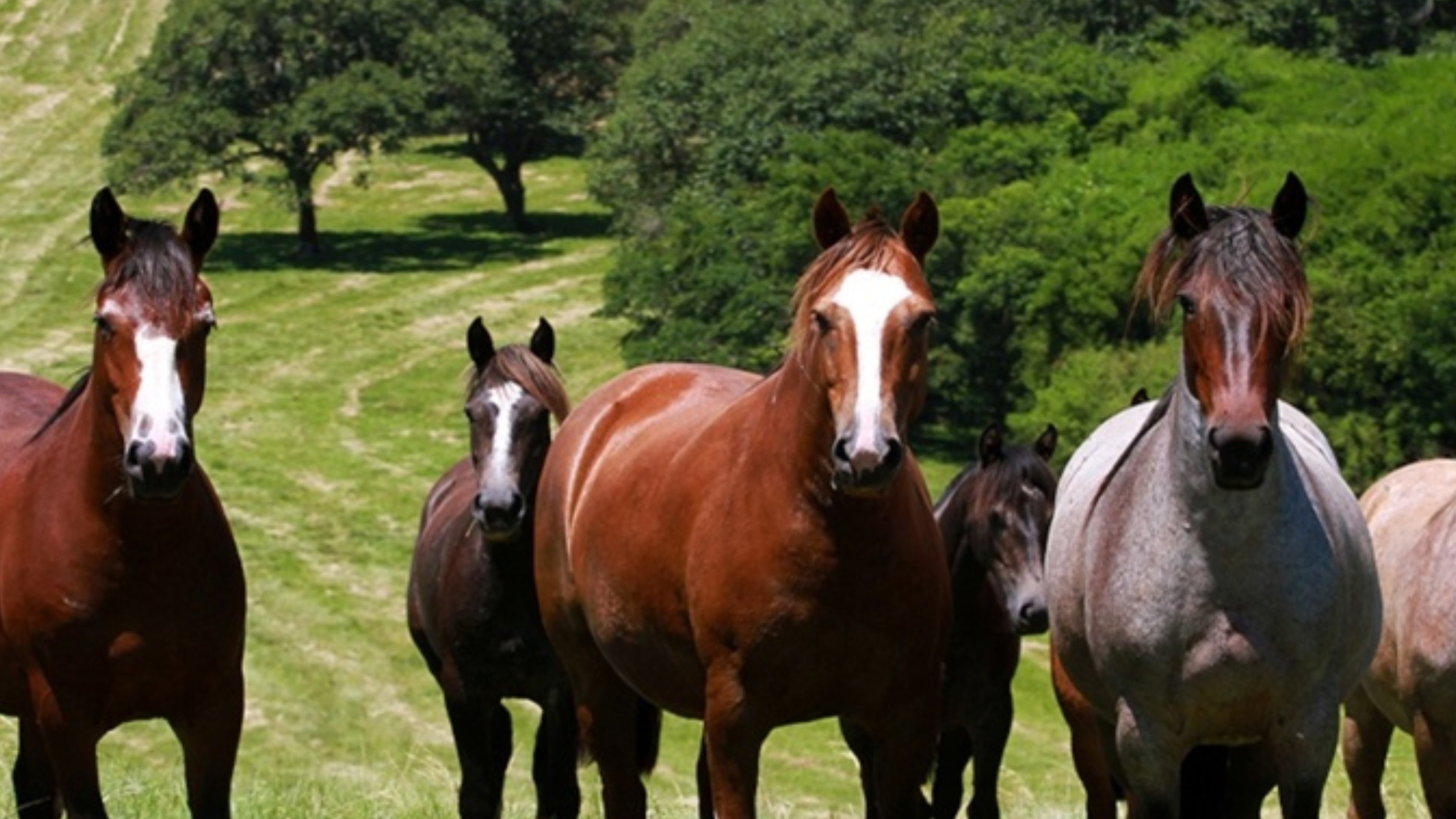 Cavalo Crioulo: a raça rústica e versátil que conquistou o Brasil