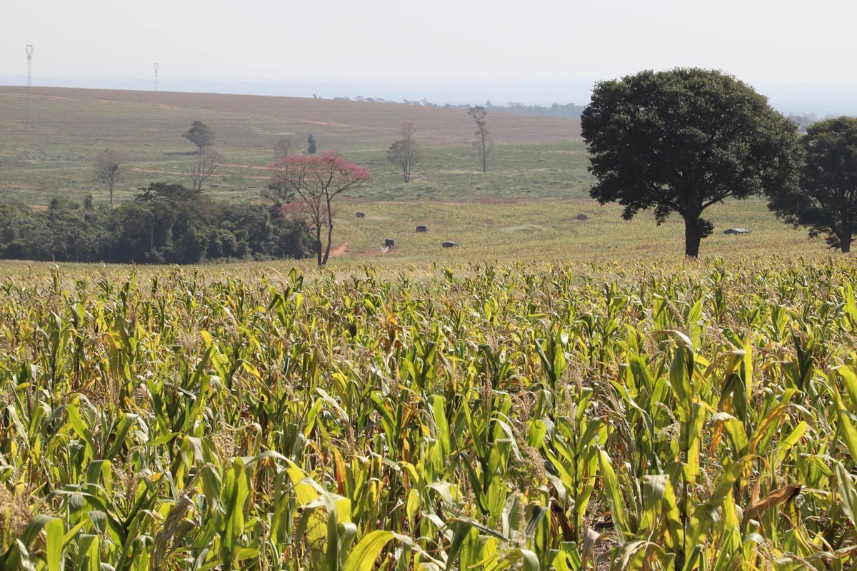 Partidos entram com ação para que polícias atuem em conflitos agrários