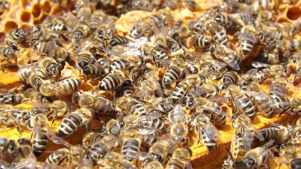 A colônia de abelhas é organizada em três castas, cada uma com funções específicas para seu funcionamento — Foto: Divulgação/A.B.E.L.H.A