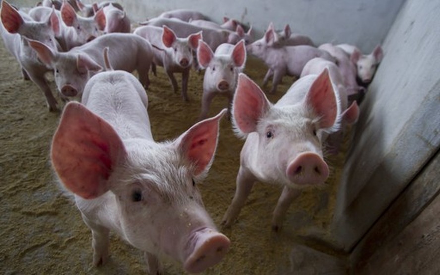 Aurora espera compensar dificuldades no mercado de carne suína com mais  exportação de frango - Revista Globo Rural
