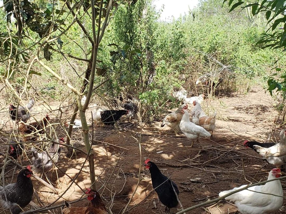 O ovo caipira é produzido em pequenos sítios ou chácaras, onde as galinhas têm espaço para se movimentar livremente — Foto: Divulgação