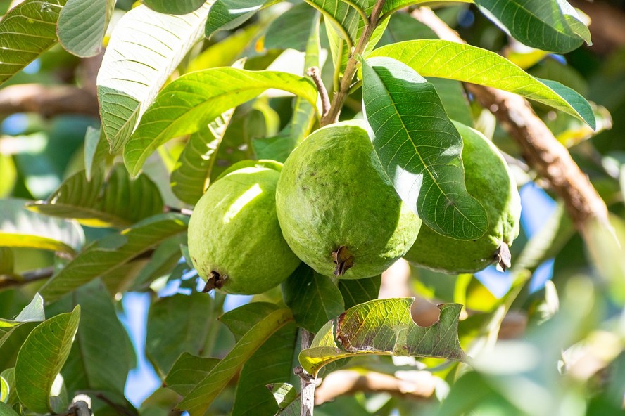 A goiaba é muito apreciada pelo brasileiro na versão in natura
