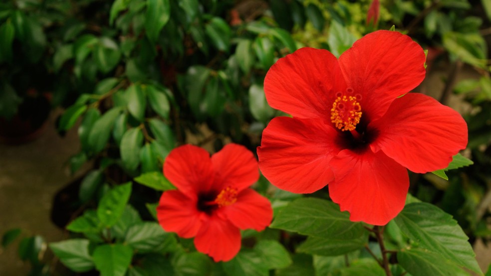hibisco — Foto: Canva/Creative Commons