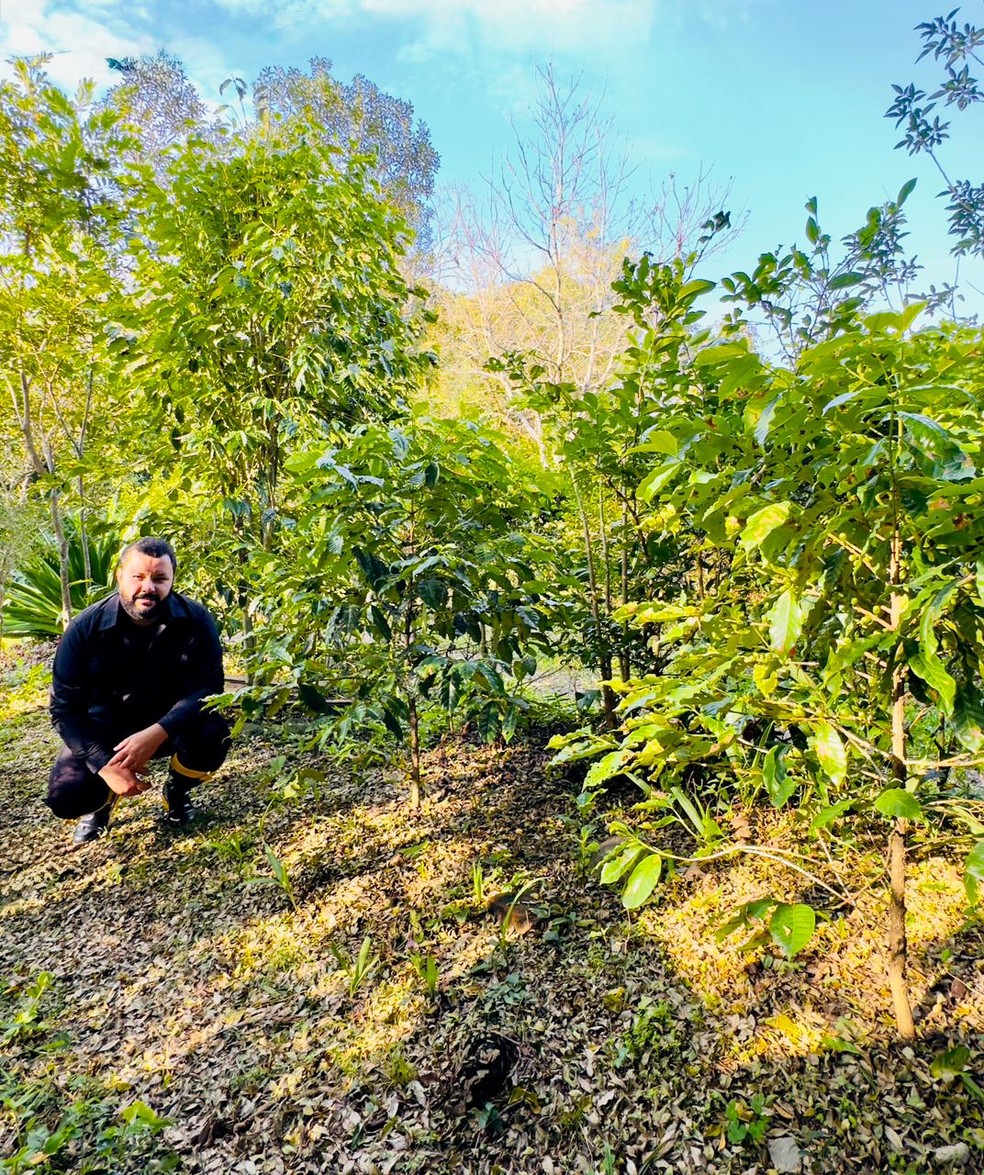 Diego Weigelt e as mudas de café descobertas em sua propriedade em Vera Cruz (RS) — Foto: Arquivo pessoal