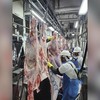 Exportações de carne bovina continuam a crescer, apesar do tarifaço - Sinait / Divulgação
