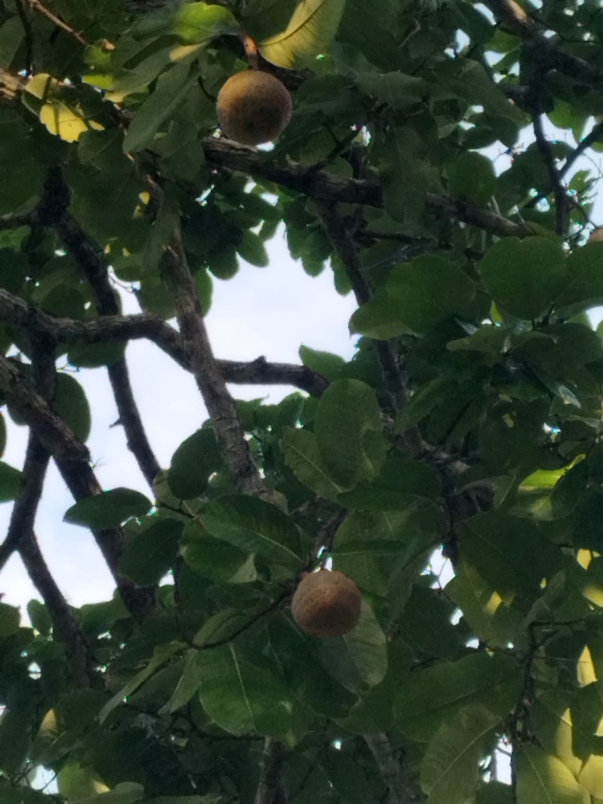 GR Responde: Por que a árvore da lichia não produz frutos?