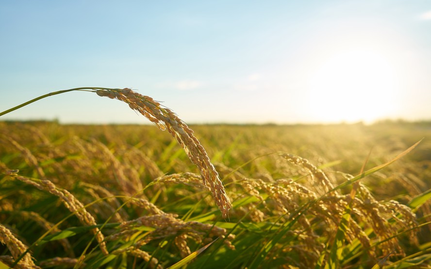 Produtores de arroz do Rio Grande do Sul defendem que a safra do Estado é suficiente