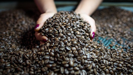 Café arábica segue com preços em queda após desvalorização do robusta