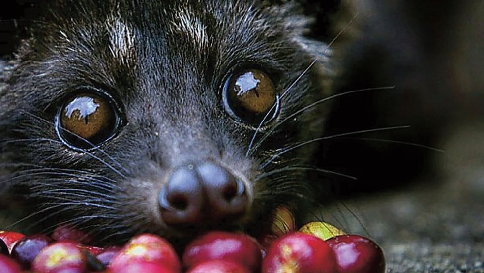 Caf Mais Caro Do Mundo Feito Com Coc De Animal E Pode Custar R 14 