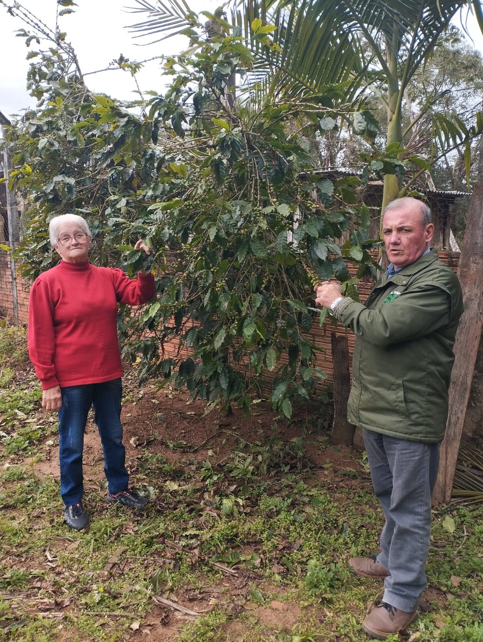 Alcides Lopes e sua esposa Ivone Lummertz Lopes mostram um de seus pés de café em Mampituba (RS) — Foto: Arquivo pessoal