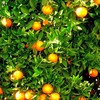 Cada hectare de produção de frutas cítricas em São Paulo e Minas Gerais remove duas toneladas de gases de efeito estufa por ano em média - Pxhere/CreativeCommons