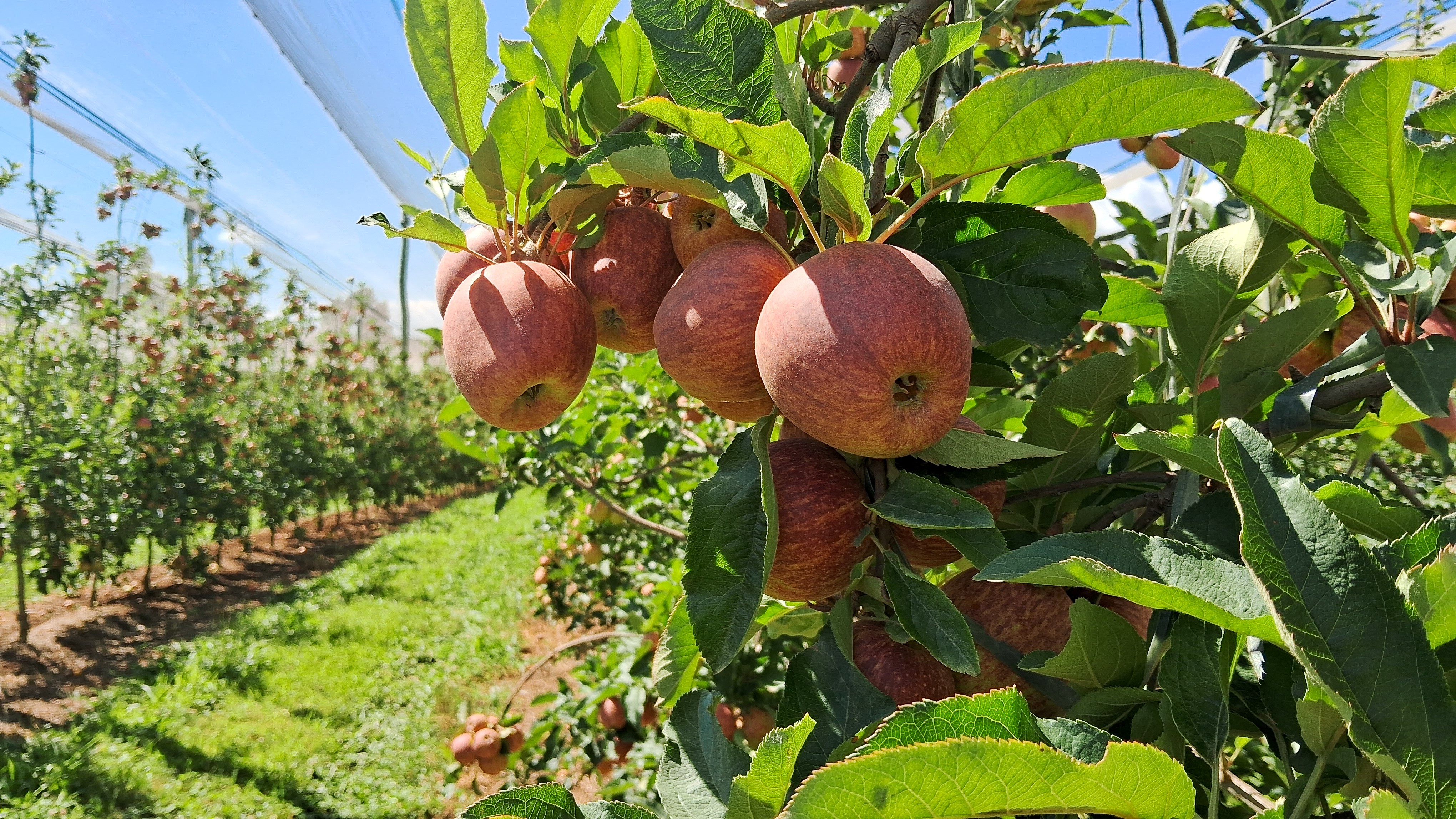 Safra de maçã deve ter aumento de produção e frutas de alta qualidade