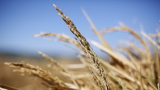 Preço do trigo cai em Chicago com avanço da safra 2023/24 na Rússia