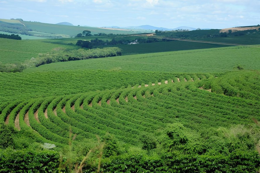 Preço do café arábica está sob pressão em meio à previsão de chuvas constantes em Minas Gerais