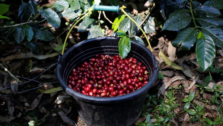Colheita de café arábica chega a 87% na região da Expocacer