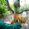 Produtores relatam bom desenvolvimentos dos cacaueiros no oeste da África - Wenderson Araujo/CNA