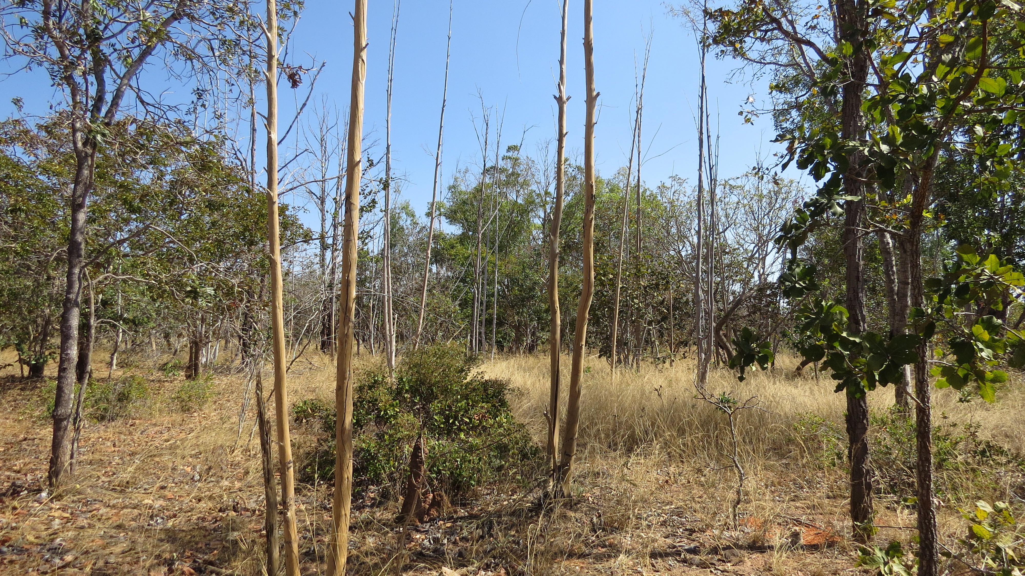 Inteligência artificial é usada para mapear áreas agrícolas abandonadas no Cerrado
