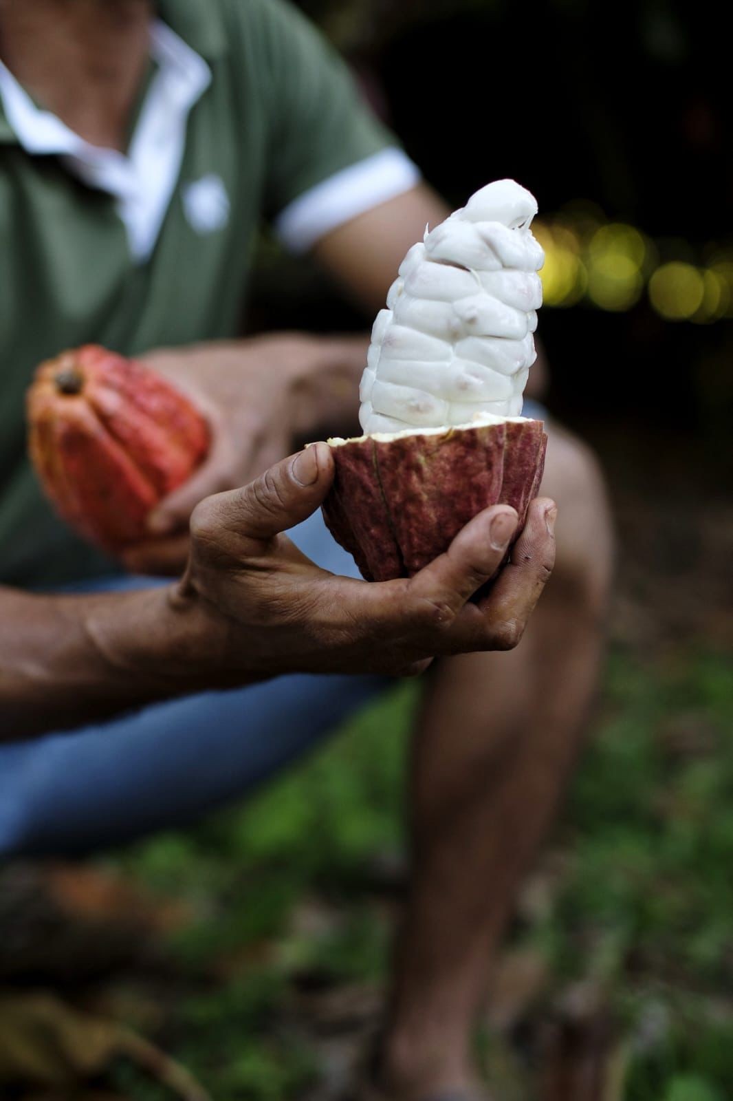 Conheça os segredos da melhor amêndoa de cacau do mundo