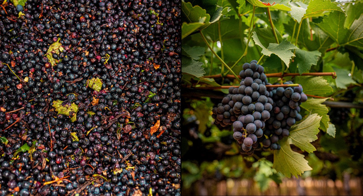 Suco de uva com açaí é aposta de empresa para avançar no mercado asiático