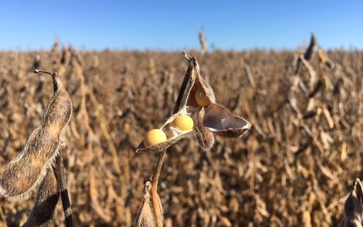 USDA reduz estimativa para colheita de soja na Argentina