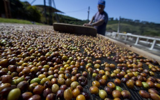 Após tombo em receita, Cooxupé prepara entrada no mercado de milho e soja