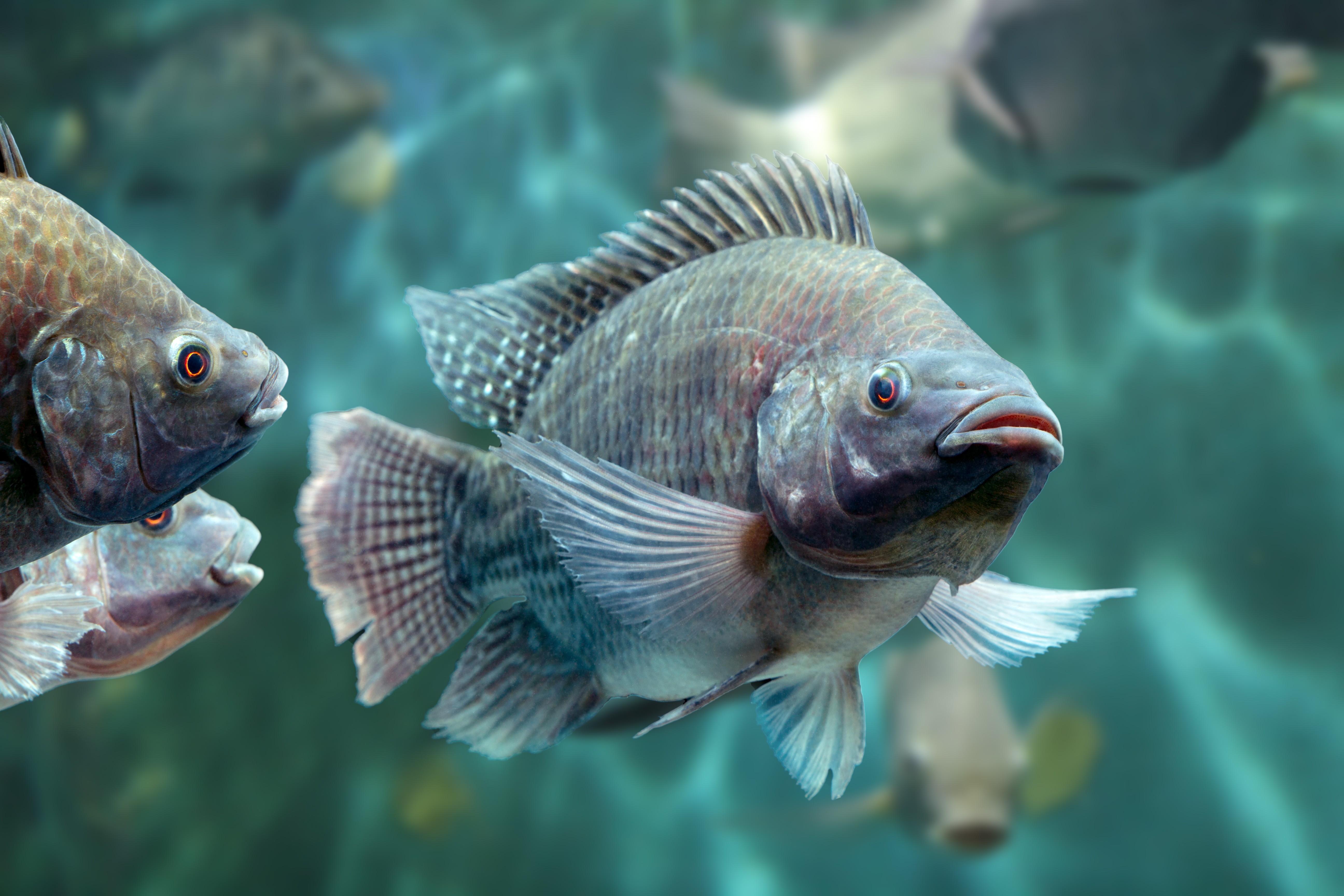 Piscicultor paranaense investe R$ 7 milhões para ampliar a produção de tilápia