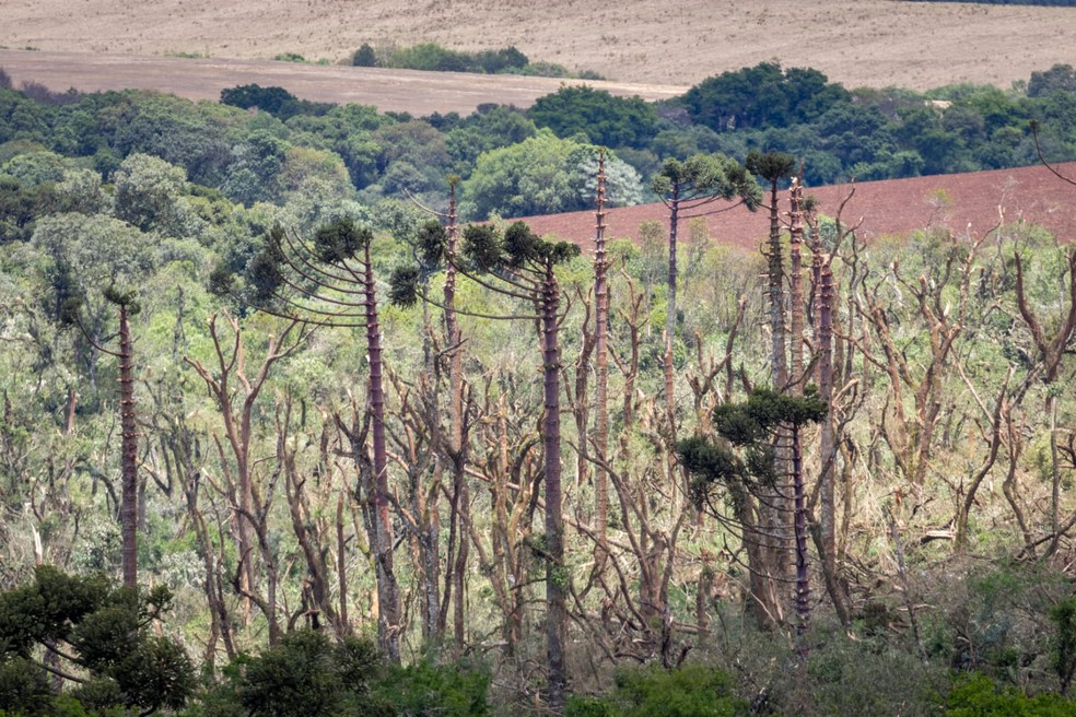 Em Guarapuava (PR), tornado "depenou" árvores em mata ciliar — Foto: Gabriel Gerster/Arquivo pessoal