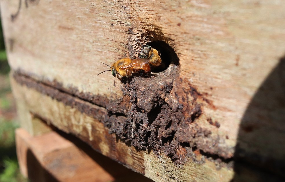 De um total de 600 espécies de abelhas sem ferrão conhecidas, o Brasil abriga mais de 250 — Foto: Ronaldo Rosa/Embrapa