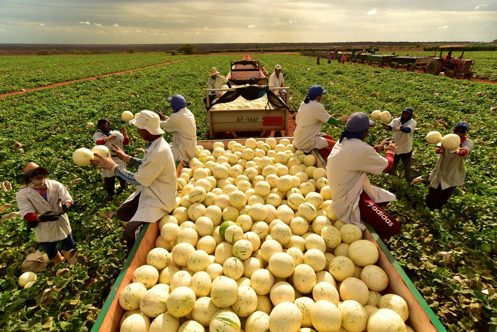 A Agrícola Famosa, maior produtora de melão do mundo, enfrenta dificuldades para encontrar mão de obra — Foto: Divulgação Agrícola Famosa