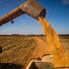 Brasil deve produzir 135,71 milhões de toneladas de milho - Wenderson Araujo/CNA