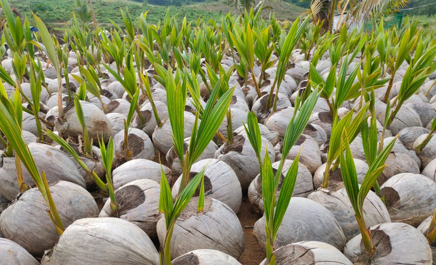 Brasil abre mercado para exportar semente de coco à Colômbia