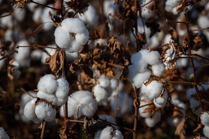 Preço do algodão volta a ultrapassar R$ 4,30 a libra-peso